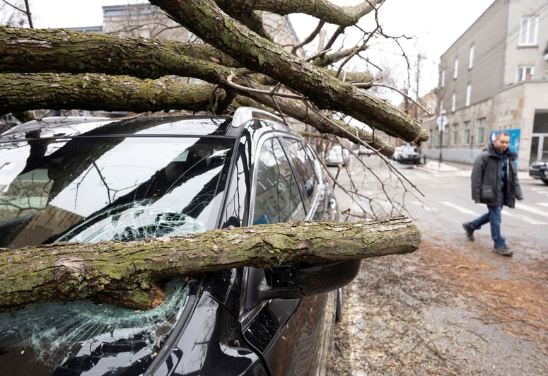tree crashed into car windshield montreal ice storm